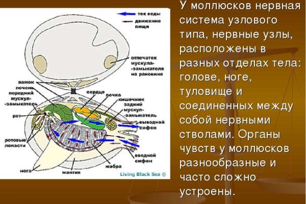 Кракен как зайти через тор браузер